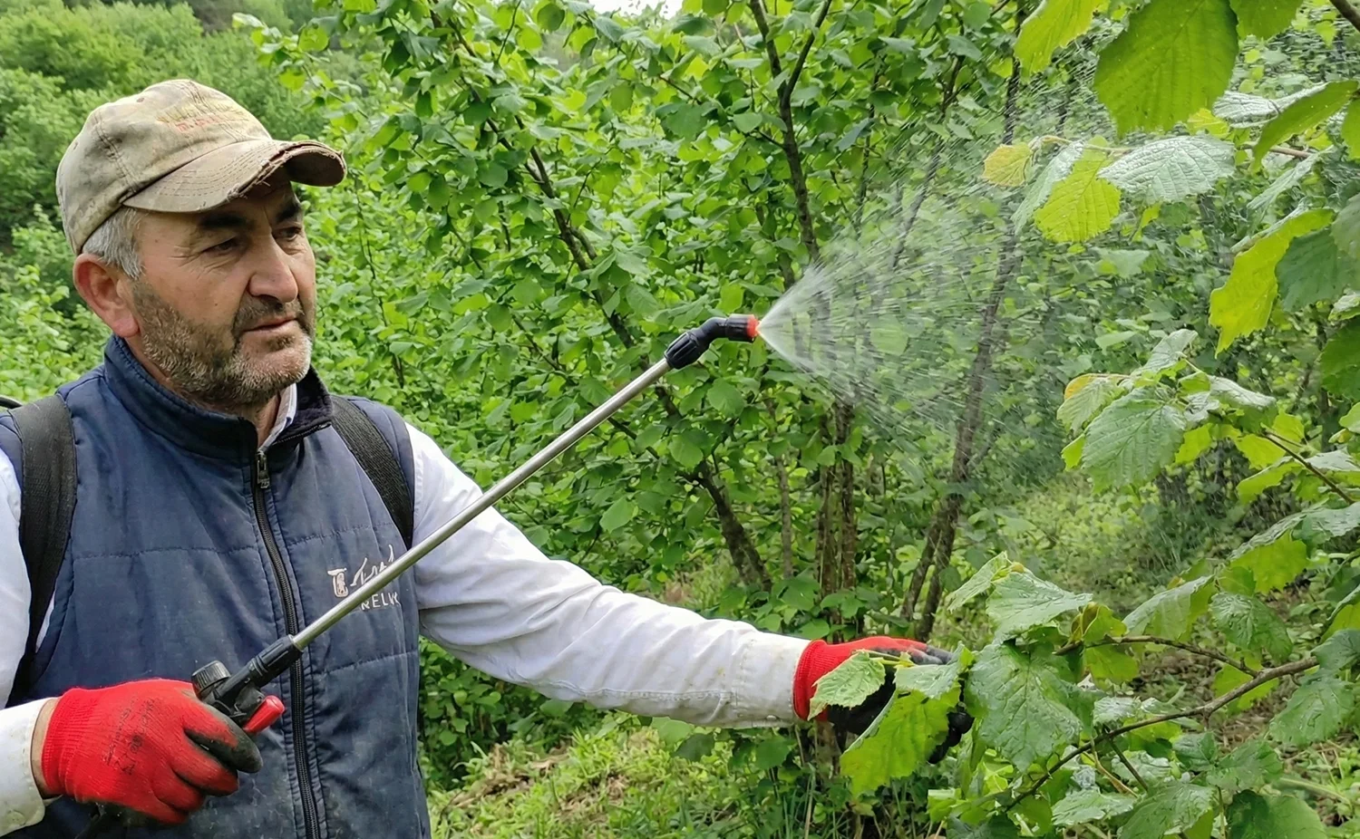 Fındıkta randıman artışı ve bakteriyel yanıklığa karşı Dozatek Cu sıvı bakır uygulaması.