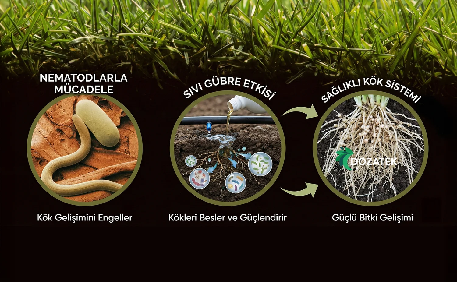 Alternatif Metin (Alt Text): Nematod mücadelesinde Dozatek sıvı gübre teknolojisi ile kök koruma ve biyolojik bariyer etkisi