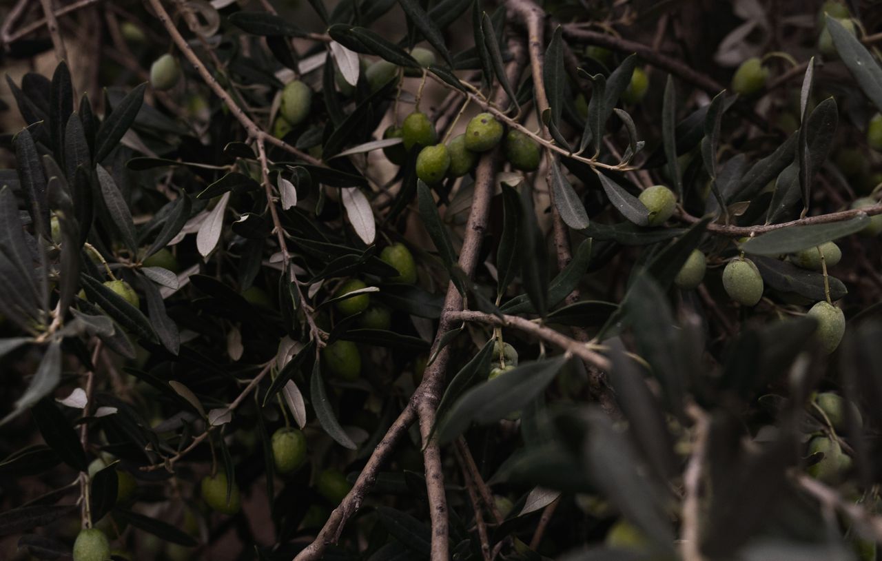 Zeytinde verim artıran yaprak gübresi uygulaması ile bol ve kaliteli zeytin hasatı